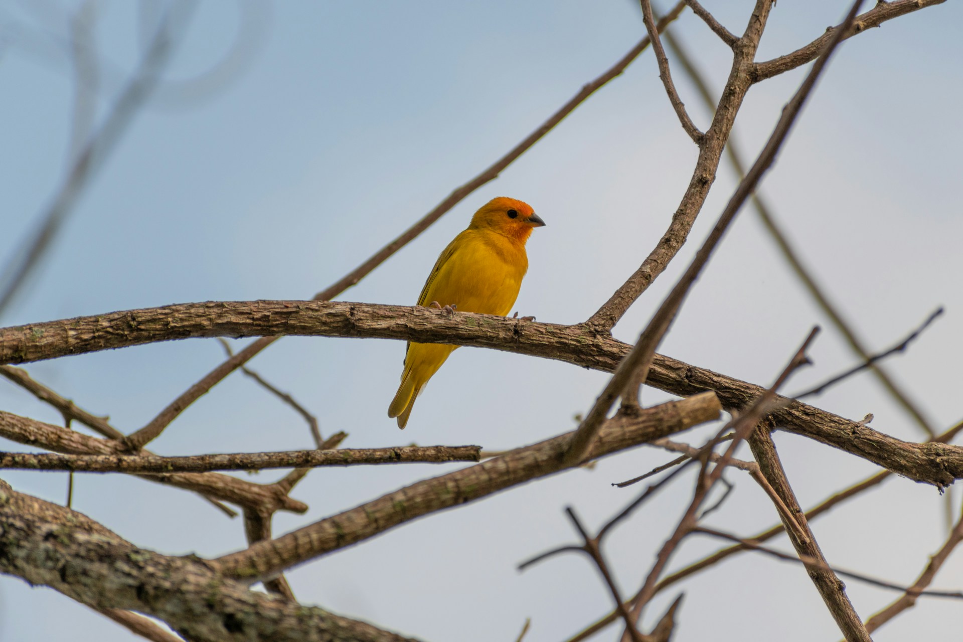 A yellow canary bird perched on a tree branch
